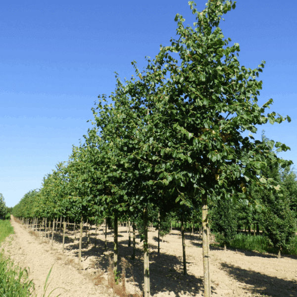 TILIA x euchlora – Image 2