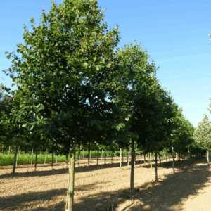 TILIA x euchlora
