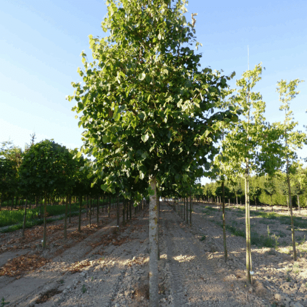TILIA x euchlora – Image 3