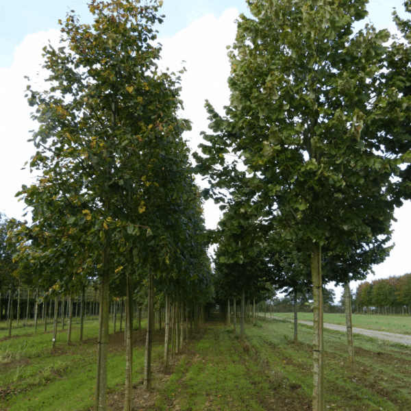 TILIA x euchlora – Image 6