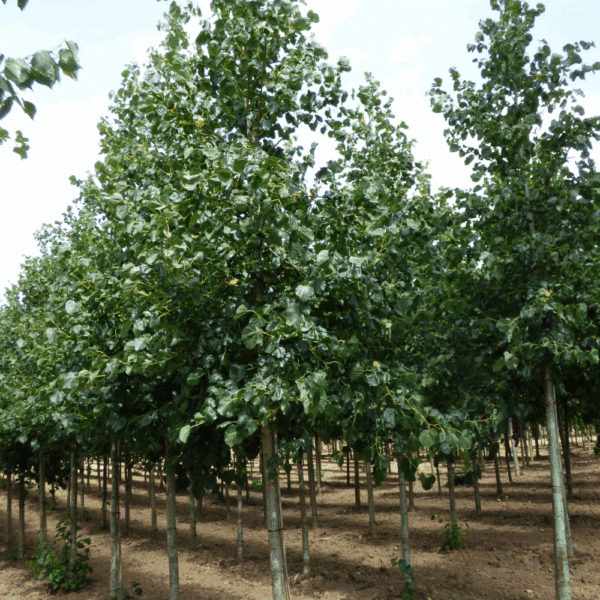 TILIA x euchlora – Image 7