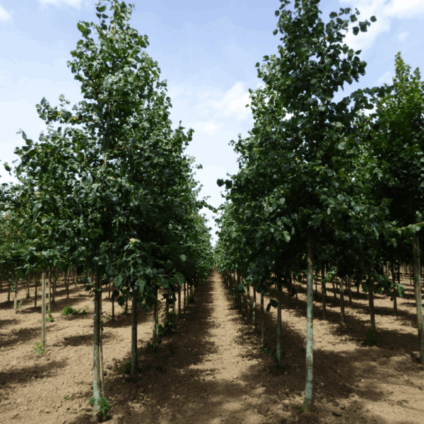 TILIA x euchlora – Image 5