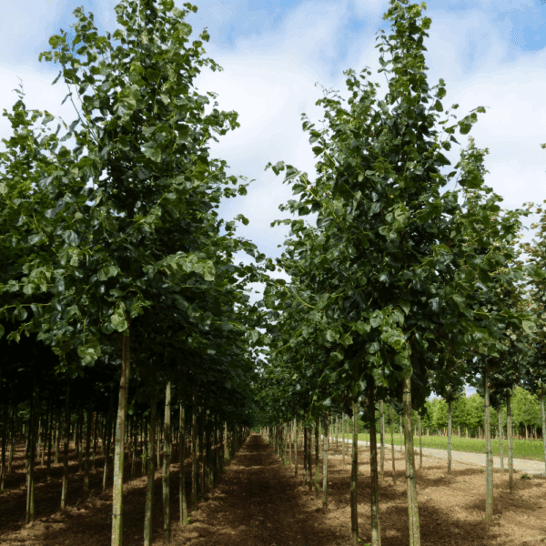 TILIA x euchlora – Image 8
