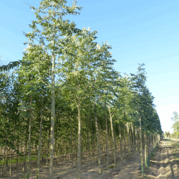 TOONA sinensis – Image 3
