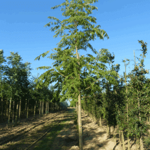 TOONA sinensis