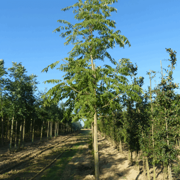 TOONA sinensis