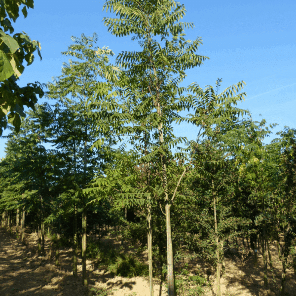 TOONA sinensis – Image 4