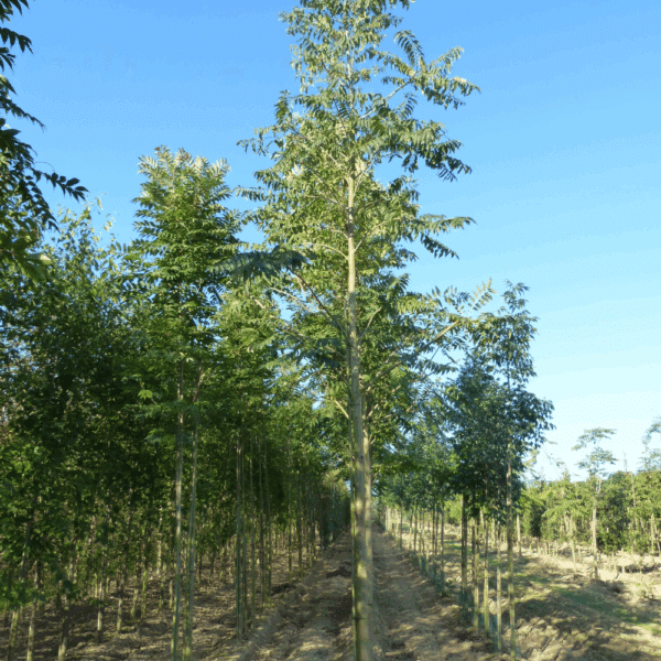 TOONA sinensis – Image 2