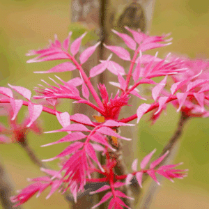 TOONA sinensis 'Flamingo'