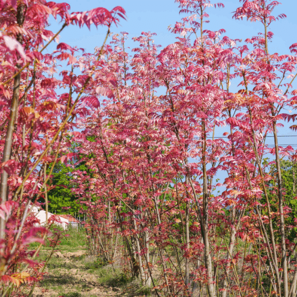 TOONA sinensis 'Flamingo' – Image 2