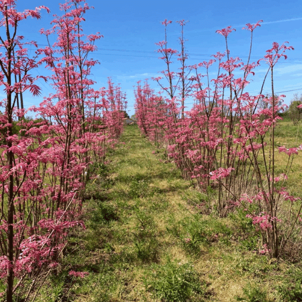 TOONA sinensis 'Flamingo' – Image 8