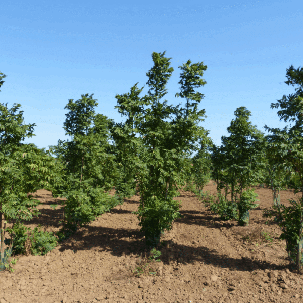 TOONA sinensis 'Flamingo' – Image 9