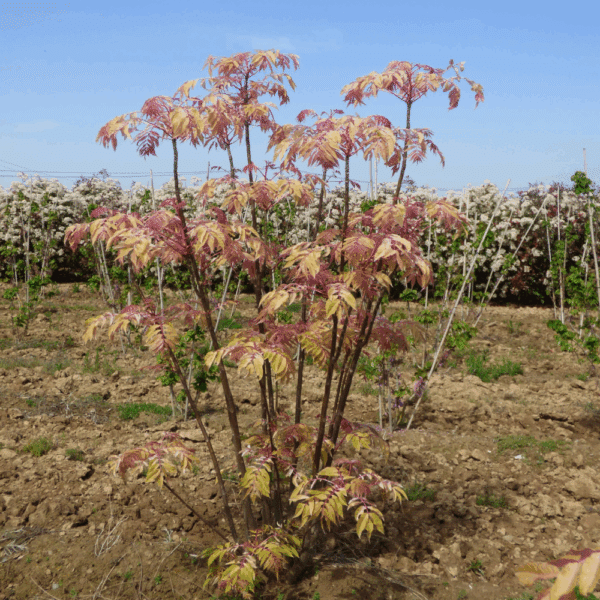 TOONA sinensis 'Flamingo' – Image 4