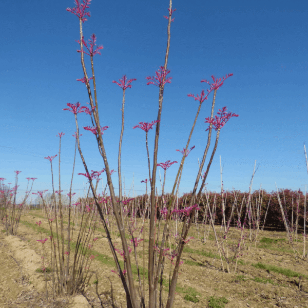 TOONA sinensis 'Flamingo' – Image 7