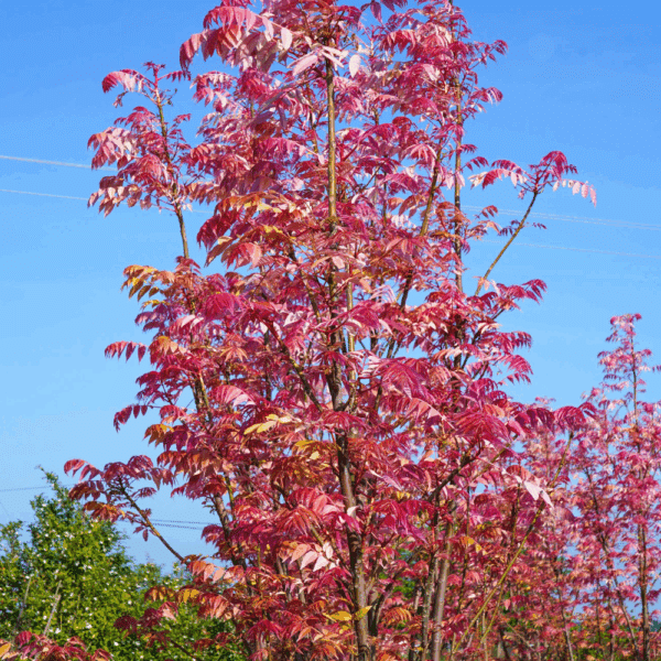 TOONA sinensis 'Flamingo' – Image 3