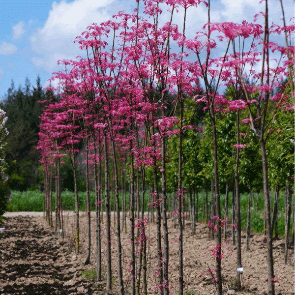 TOONA sinensis 'Flamingo' – Image 5