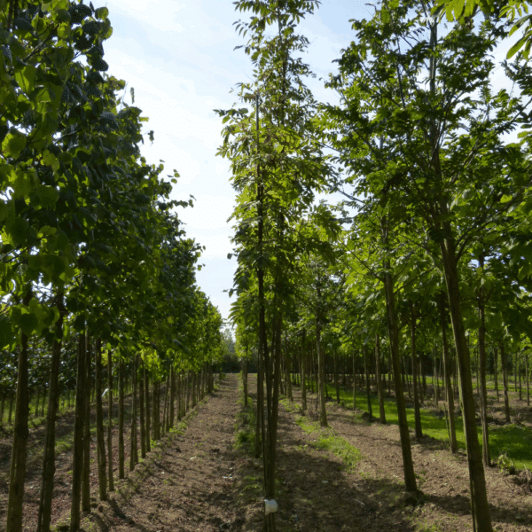 TOONA sinensis 'Flamingo' – Image 6
