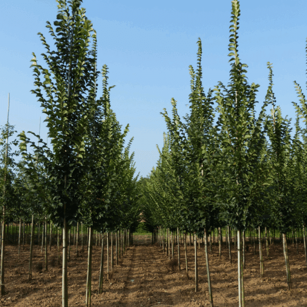 ULMUS 'Columella®' – Image 6