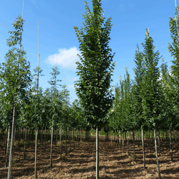 ULMUS 'Columella®' – Image 2