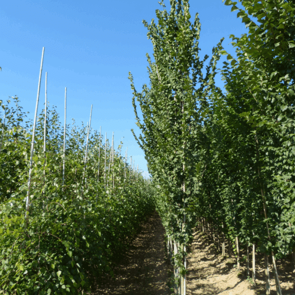 ULMUS 'Columella®' – Image 7