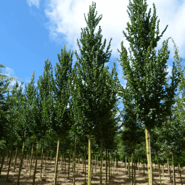 ULMUS 'Columella®' – Image 3