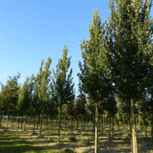 ULMUS 'Columella®'