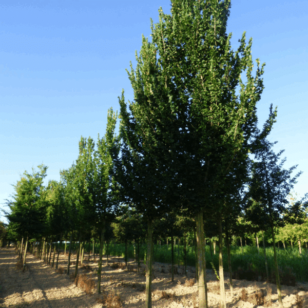 ULMUS 'Columella®' – Image 4