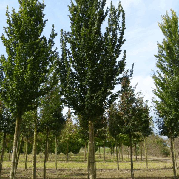 ULMUS 'Columella®' – Image 5