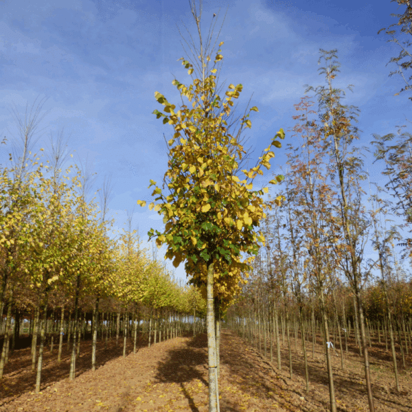 ULMUS 'Dodoens' – Image 5
