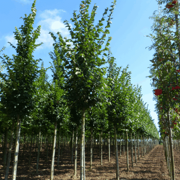 ULMUS 'Dodoens' – Image 7