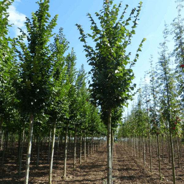 ULMUS 'Dodoens' – Image 4