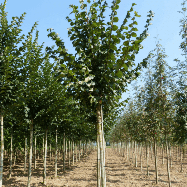 ULMUS 'Dodoens' – Image 3