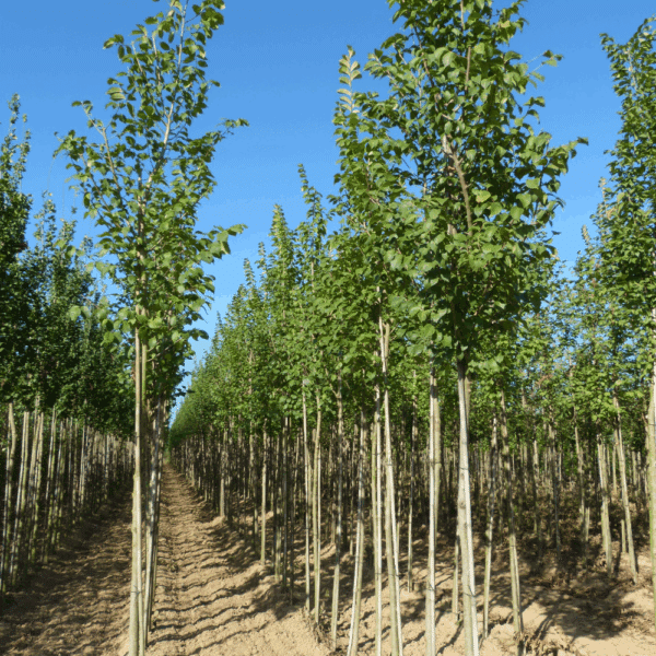 ULMUS 'Dodoens' – Image 6