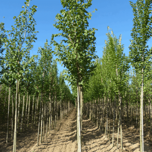 ULMUS 'Dodoens' – Image 2