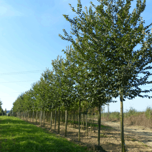 ULMUS LUTECE® 'Nanguen' – Image 7
