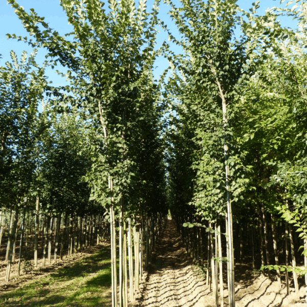 ULMUS LUTECE® 'Nanguen' – Image 6