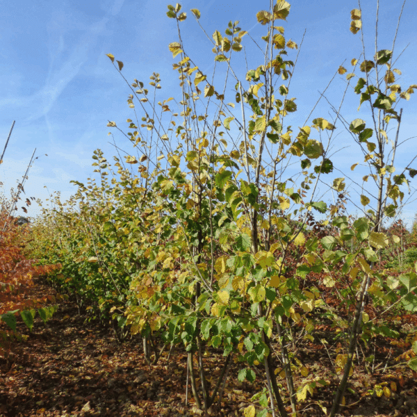 ULMUS LUTECE® 'Nanguen' – Image 5