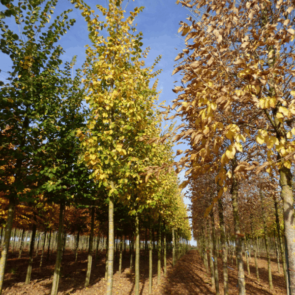 ULMUS LUTECE® 'Nanguen' – Image 4