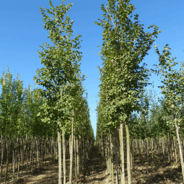 ULMUS LUTECE® 'Nanguen' – Image 2