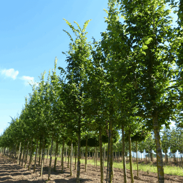 ULMUS LUTECE® 'Nanguen' – Image 3