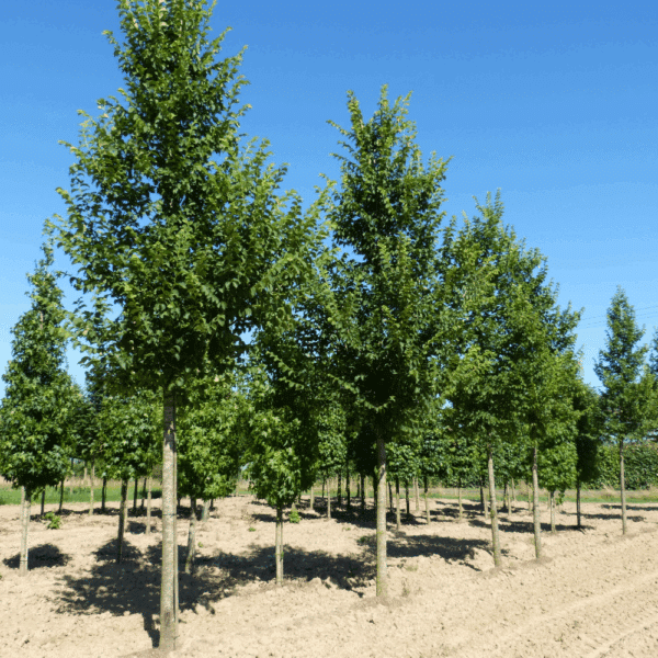 ULMUS LUTECE® 'Nanguen' – Image 10