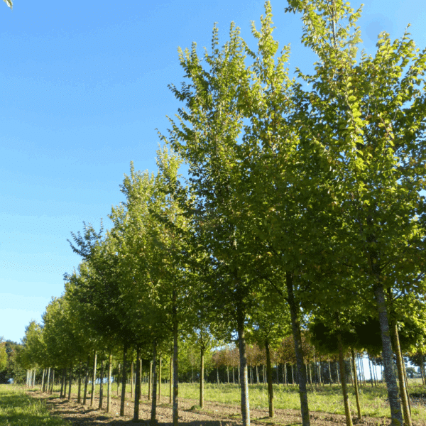 ULMUS LUTECE® 'Nanguen' – Image 9