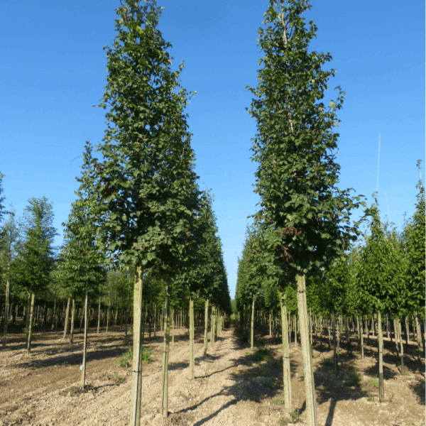 ULMUS LUTECE® 'Nanguen' – Image 8