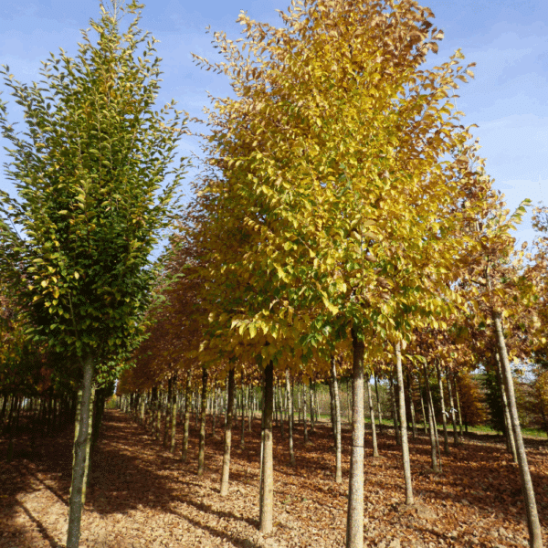 ULMUS 'Sapporo Autumn Gold' – Image 2