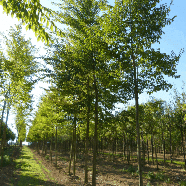 ULMUS 'Sapporo Autumn Gold' – Image 9