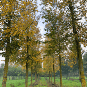 ULMUS 'Sapporo Autumn Gold'