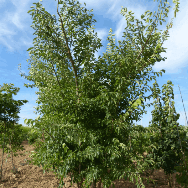ULMUS 'Sapporo Autumn Gold' – Image 8