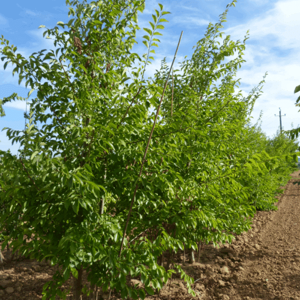 ULMUS 'Sapporo Autumn Gold' – Image 7