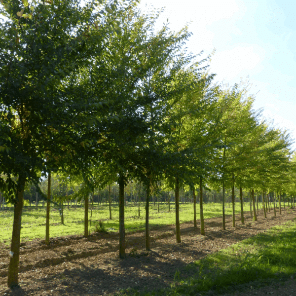 ULMUS 'Sapporo Autumn Gold' – Image 3