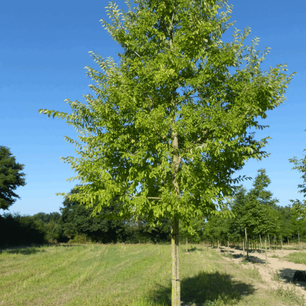 ULMUS 'Sapporo Autumn Gold' – Image 6